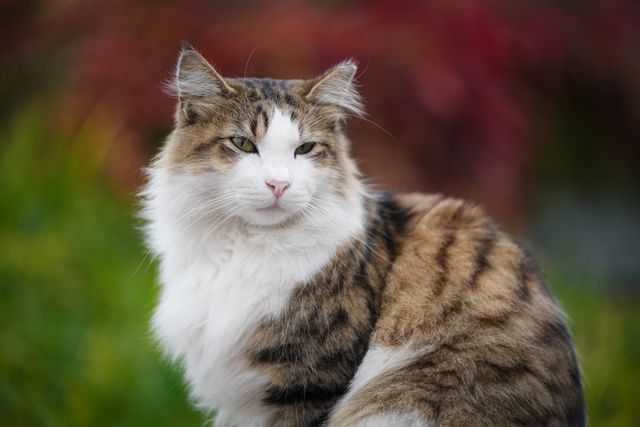 Norwegian Forest Cat photo