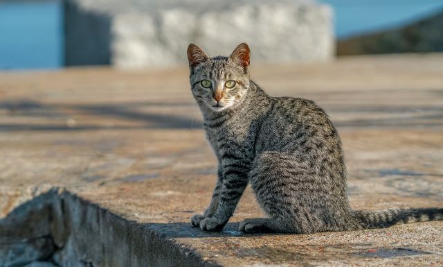 Ocicat photo