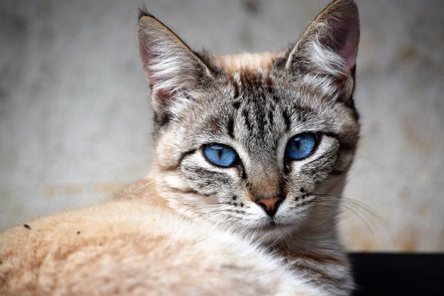 Ojos Azules photo