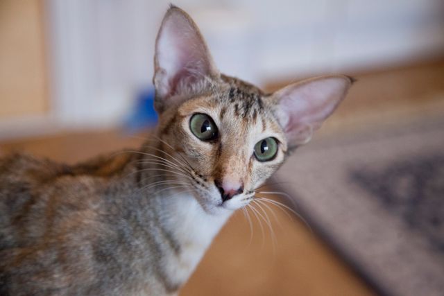 Oriental Shorthair photo