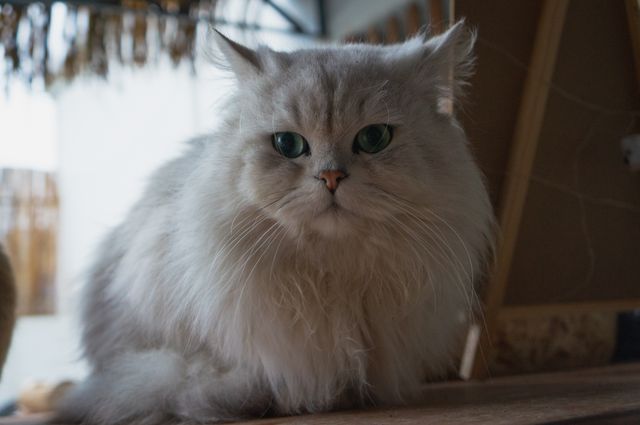 Persian photo