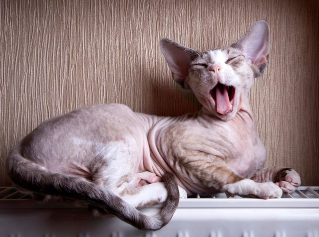 Peterbald photo