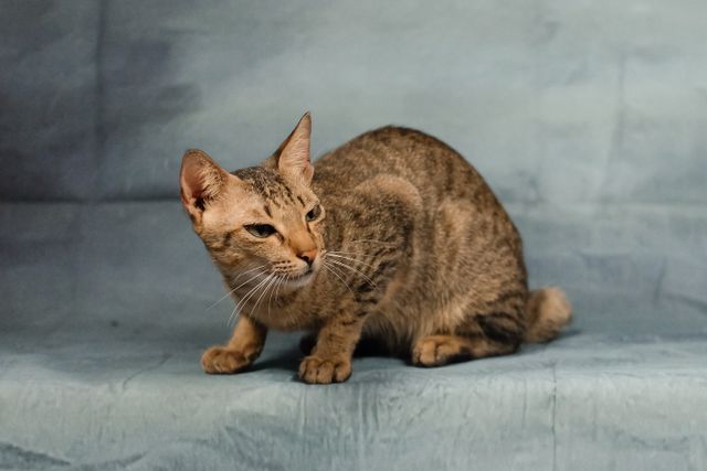 Pixie-Bob photo