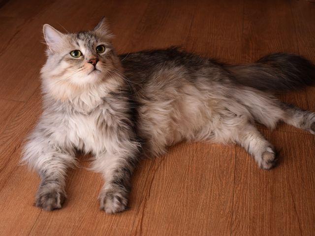 Ragamuffin photo