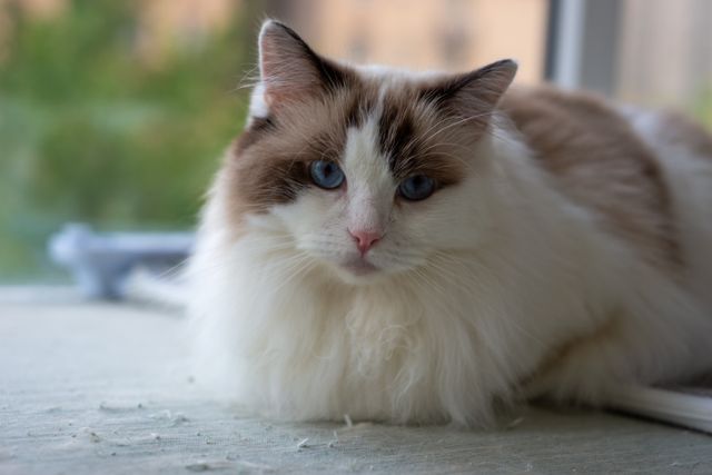 Ragdoll photo