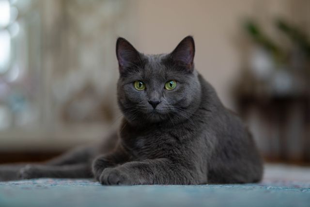 Russian Blue photo