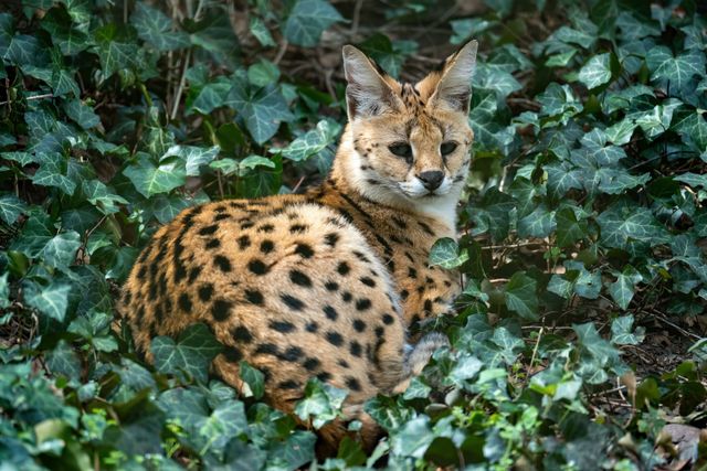 Savannah photo