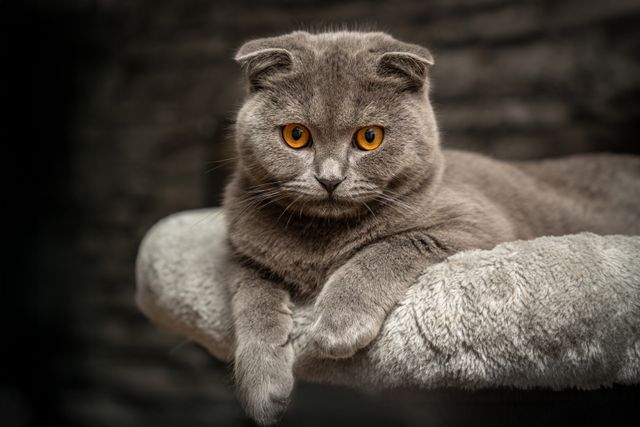 Scottish Fold photo