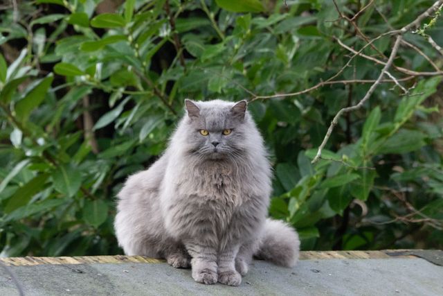 Selkirk Rex photo