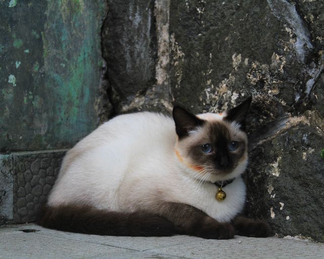 Siamese photo