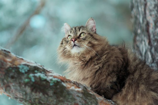 Siberian photo