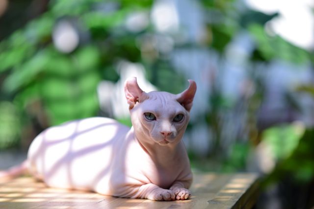 Sphynx photo