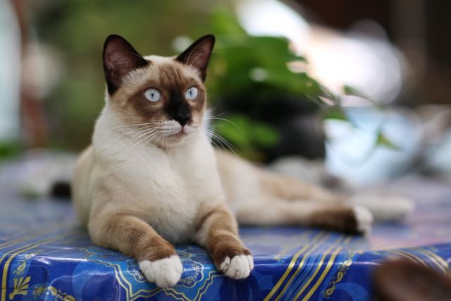 Tonkinese photo