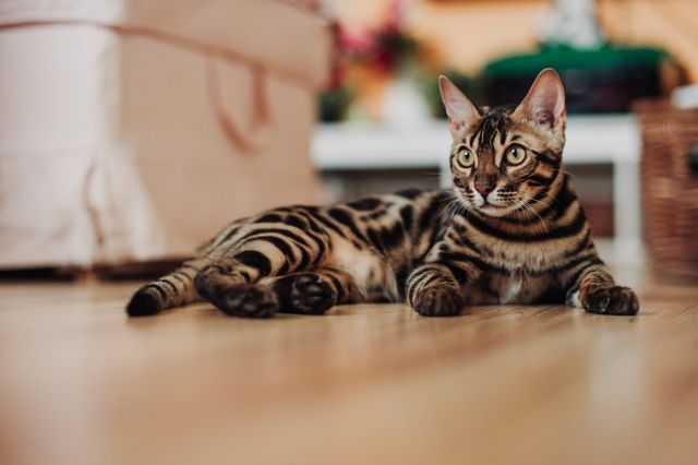 Toyger photo