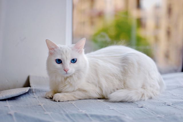 Turkish Angora photo