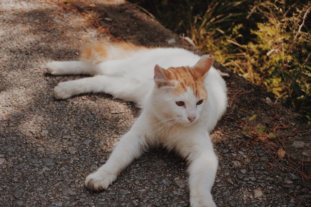 Turkish Van photo