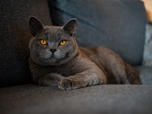 British Shorthair photo
