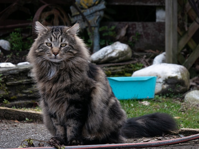 Maine Coon photo