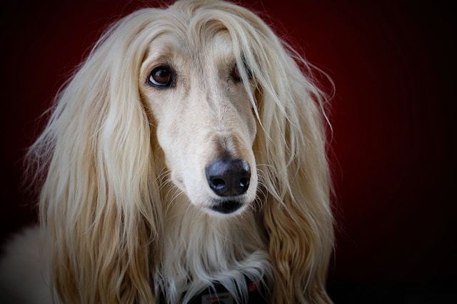 Afghan Hound photo