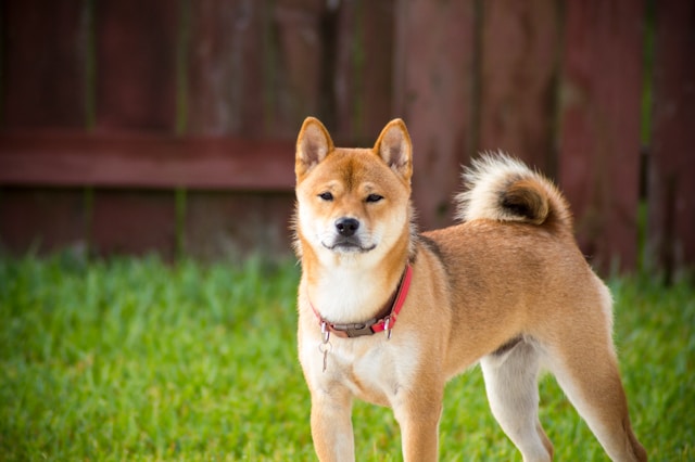 A noble Akita with a thick double coat standing with a dignified posture in a natural outdoor setting