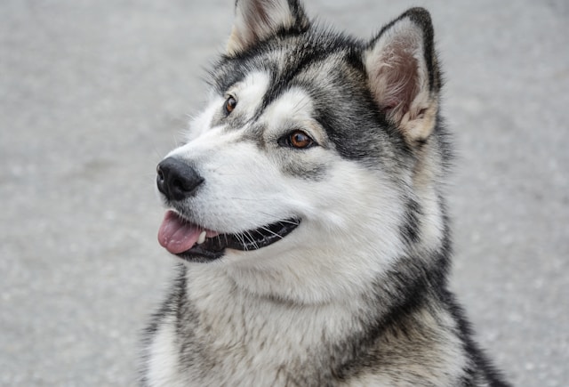 A Alaskan Malamute in a natural setting showing typical breed characteristics