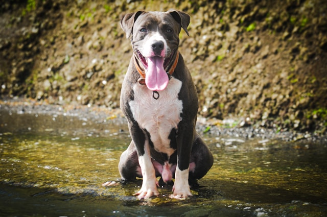 A American Staffordshire Terrier in a natural setting showing typical breed characteristics