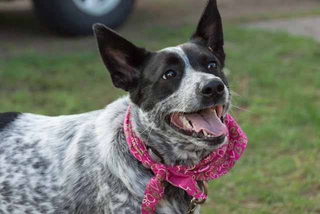 Australian Cattle Dog photo