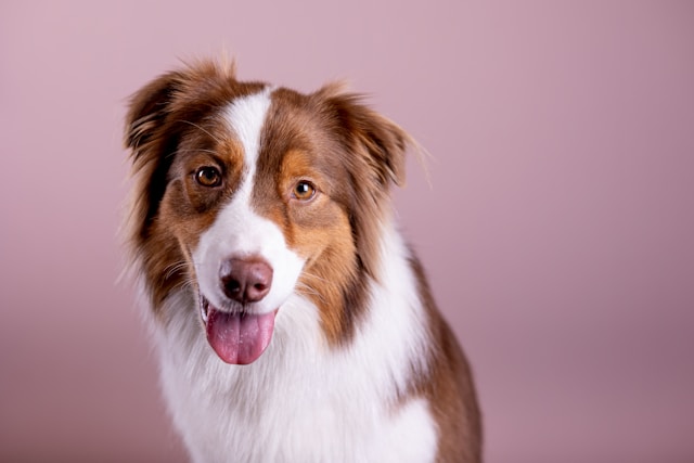 A merle Australian Shepherd with bright blue eyes standing in a grassy field, looking alert and happy with its tongue out