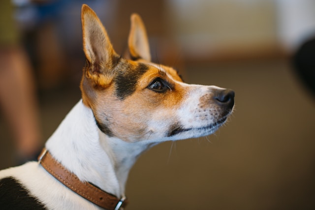 A Basenji with distinctive red and white coat standing alert with erect ears