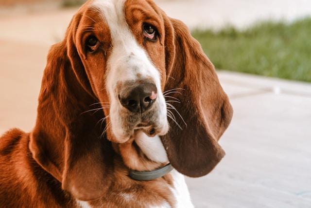 Basset Hound photo