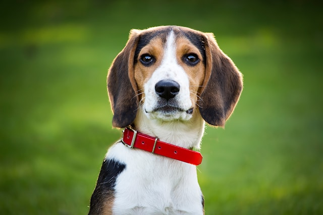 A tricolor Beagle with white, black and tan coat standing alert with floppy ears, showing the breed's curious and friendly expression