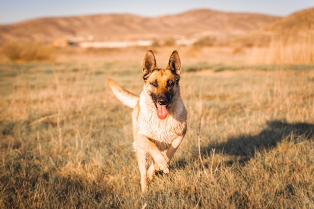 A Belgian Malinois in an alert stance showing its athletic muscular build