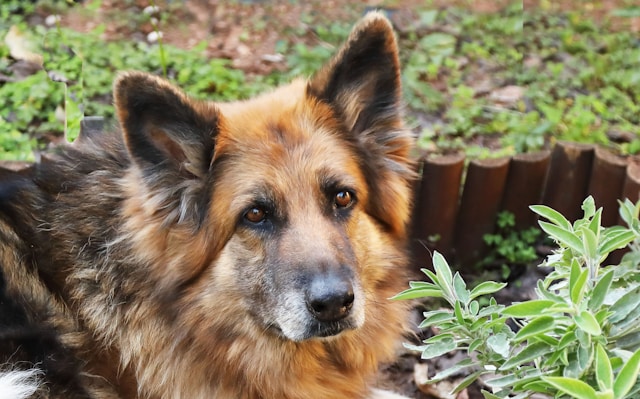 Belgian Tervuren photo