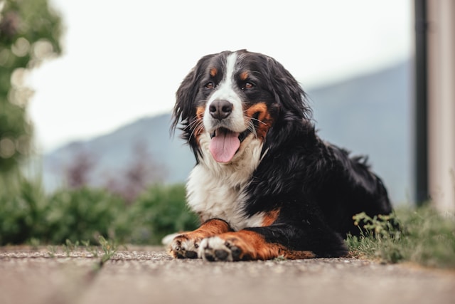 A majestic Bernese Mountain Dog with a tri-color coat of black, white, and rust sitting proudly in a mountain meadow