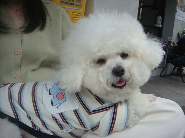 A fluffy white Bichon Frise with a round groomed coat looking happy and playful against a bright background