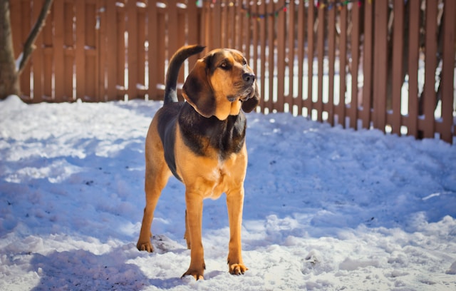 Bloodhound photo