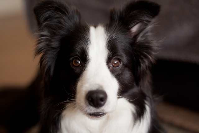 A black and white Border Collie with bright eyes standing alert in a green field, looking focused and energetic