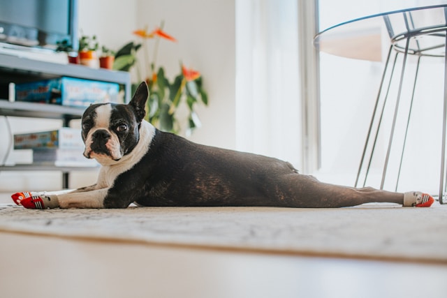 A Boston Terrier with distinctive black and white tuxedo markings and large round eyes looking at the camera with an alert, friendly expression