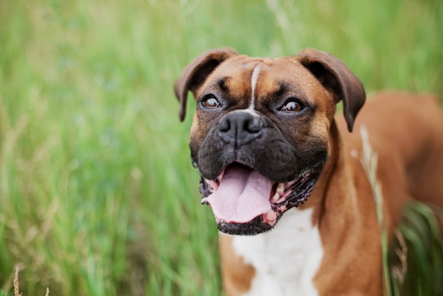 A fawn Boxer with a white chest standing playfully with an energetic stance, showing the breed's muscular and athletic physique