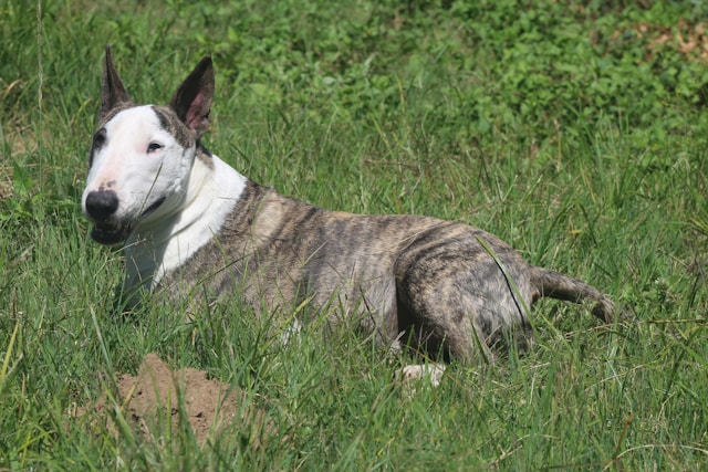 A Bull Terrier in a natural setting showing typical breed characteristics