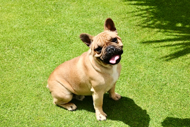 An English Bulldog with fawn and white coat sitting with a calm expression, showing the breed's distinctive wrinkled face