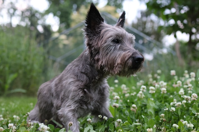 A Cairn Terrier in a natural setting showing typical breed characteristics