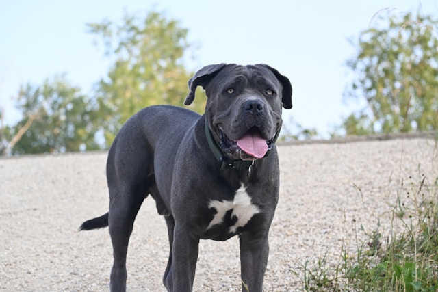 A muscular Cane Corso with a dark brindle coat standing confidently