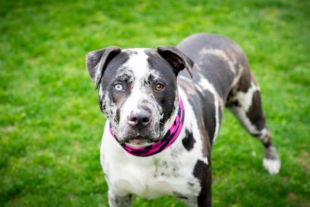 Catahoula Leopard Dog photo