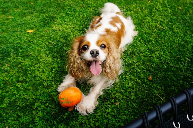 A Cavalier King Charles Spaniel with a rich chestnut and white coat resting on a grassy lawn, looking gentle and attentive