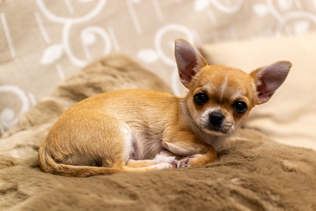 A small Chihuahua with large expressive eyes and perked ears looking alertly at the camera, showcasing the breed's bold expression