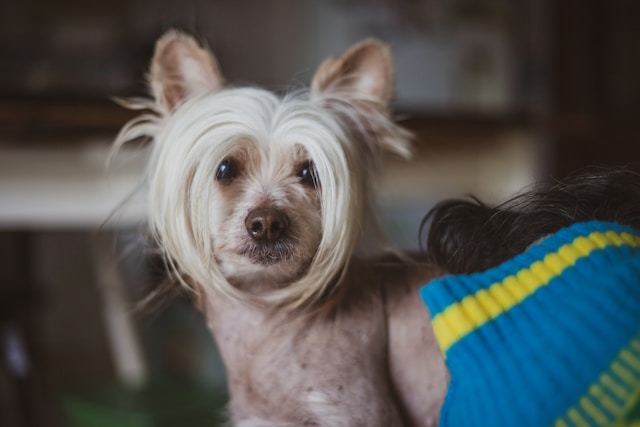 Chinese Crested photo