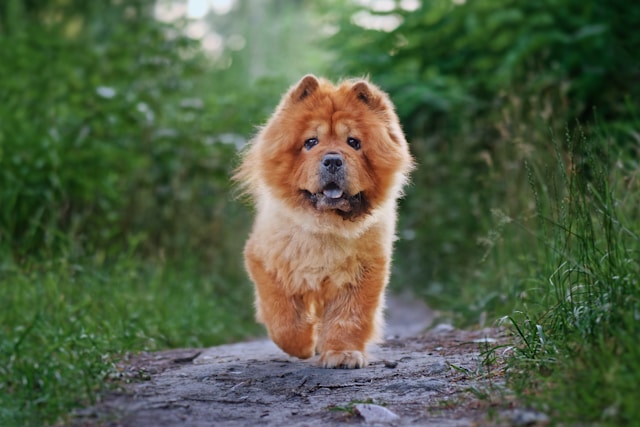 A Chow Chow in a natural setting showing typical breed characteristics
