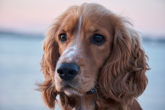 A golden Cocker Spaniel with long silky ears and a soft expression sitting on a path, showing the breed's sweet and gentle nature