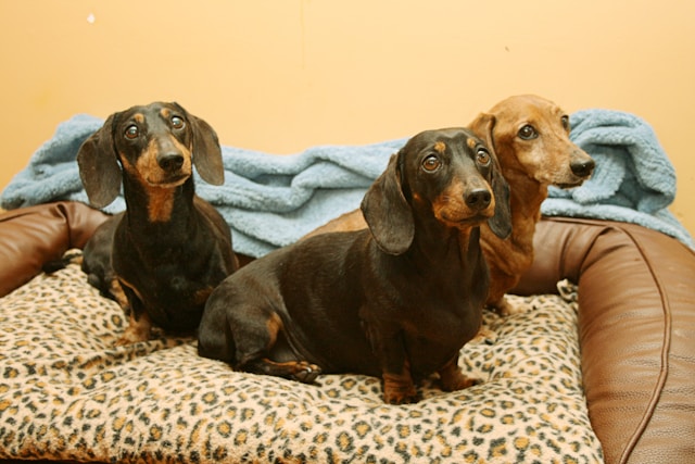 A smooth-coated Dachshund with rich red-brown fur standing on grass, showing the breed's distinctive long body and short legs